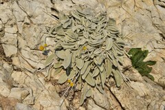 Pentanema verbascifolium