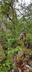 Myrcia