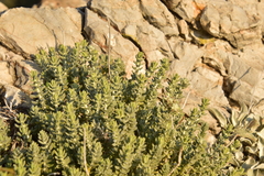 Teucrium capitatum