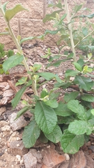 Tarchonanthus littoralis