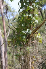 Passiflora cinnabarina