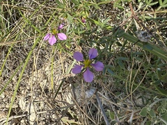 Fagonia cretica