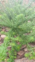 Helichrysum teretifolium