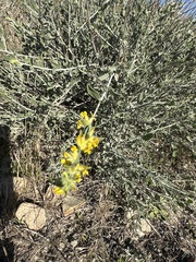 Anthyllis cytisoides
