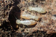 Reticulitermes balkanensis