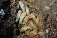 Reticulitermes balkanensis