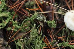 Cladonia phyllophora