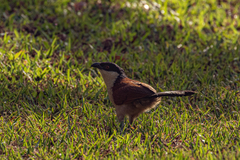 Centropus senegalensis