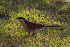 Centropus senegalensis