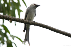 Dicrurus leucophaeus leucogenis