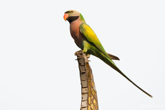 Psittacula alexandri fasciata