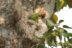 Psittacula eupatria