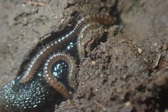 Blaniulidae