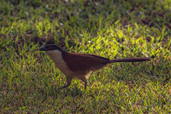 Centropus senegalensis