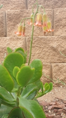 Cotyledon