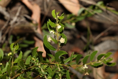Acacia hispidula