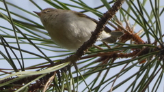 Phylloscopus bonelli