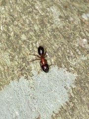 Camponotus texanus