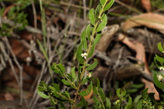Acacia hispidula