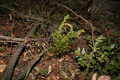 Acacia hispidula