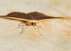 Picromorpha pyrrhopa