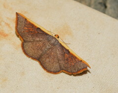 Picromorpha pyrrhopa