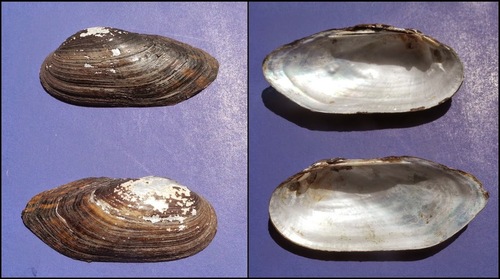 Pondmussel