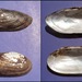 Ligumia subrostrata - Photo (c) Howard Horne, algunos derechos reservados (CC BY-NC), subido por Howard Horne