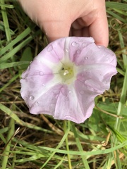 Calystegia sepium roseata x Silvatica disjuncta
