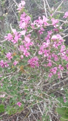 Indigofera nigromontana