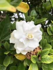 Gardenia