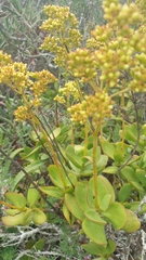 Crassula cultrata
