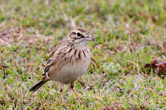Australian Pipit photo 5