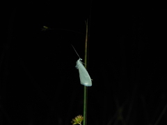 Tipanaea patulella