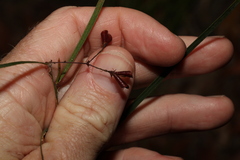 Daviesia wyattiana