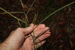 Daviesia wyattiana