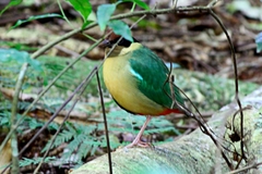 Pitta versicolor