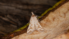 Sedenia rupalis
