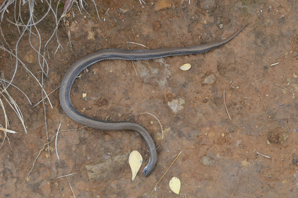 Common Slug-eater from Cathkin Park, South Africa on December 25, 2022 ...