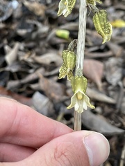 Gastrodia molloyi