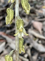 Gastrodia molloyi