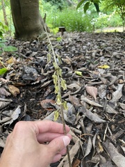 Gastrodia molloyi