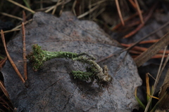 Cladonia phyllophora
