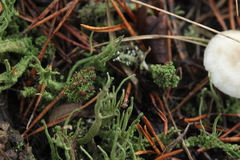 Cladonia phyllophora