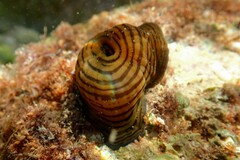 Actinia cari