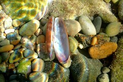 Lithophaga lithophaga