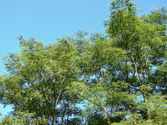 Albizia chinensis