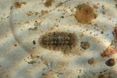 Rhyssoplax olivacea