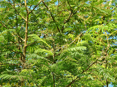 Albizia chinensis
