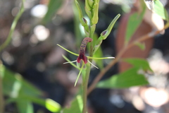 Cryptostylis leptochila